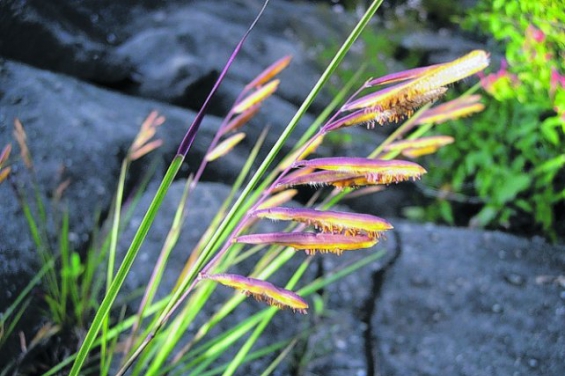 Argentina: Descubren nuevas especies de gramíneas