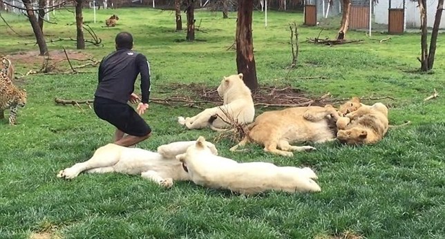 El tigre ‘salvador’ (Mira el VIDEO)