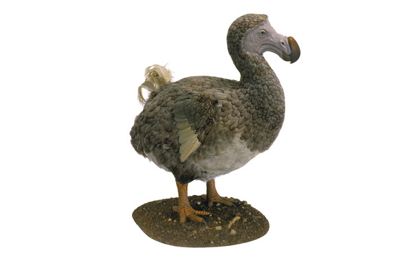 Qué sabes de los dodos