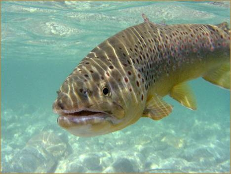 Antes de 100 años la trucha se extinguirá en España y Portugal