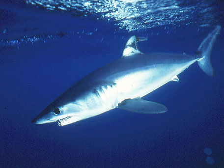 OCEANA contra la pesca de tiburones que no tienen aún planes de gestión