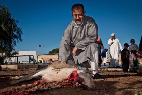 Igualdad Animal rechaza la fiesta del cordero en la que se degollan ovejas en presencia de niños por motivos religiosos