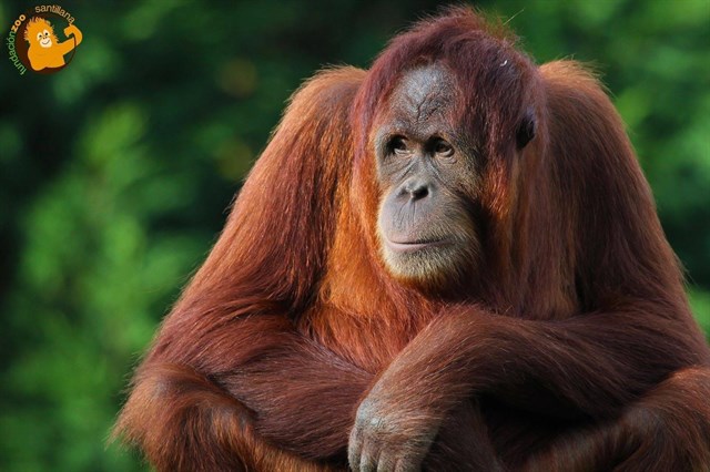 El Zoo de Santillana celebra mañana el 12 cumpleaños de la orangutana Victoria