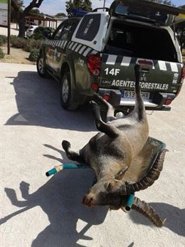 Cabras montesas entran en los chalés de la Comunidad de Madrid por falta de agua y pasto