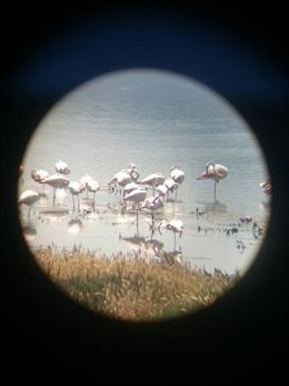 La Laguna de Fuente de Piedra contará con un total de 400 voluntarios para el anillamiento de 600 flamencos