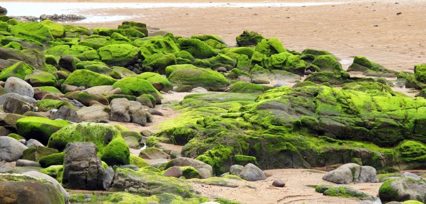 Cuál es el origen de las plantas y árboles