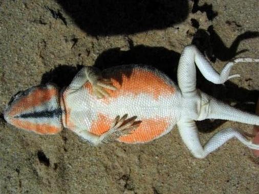 El color naranja en el vientre apasiona a los lagartos