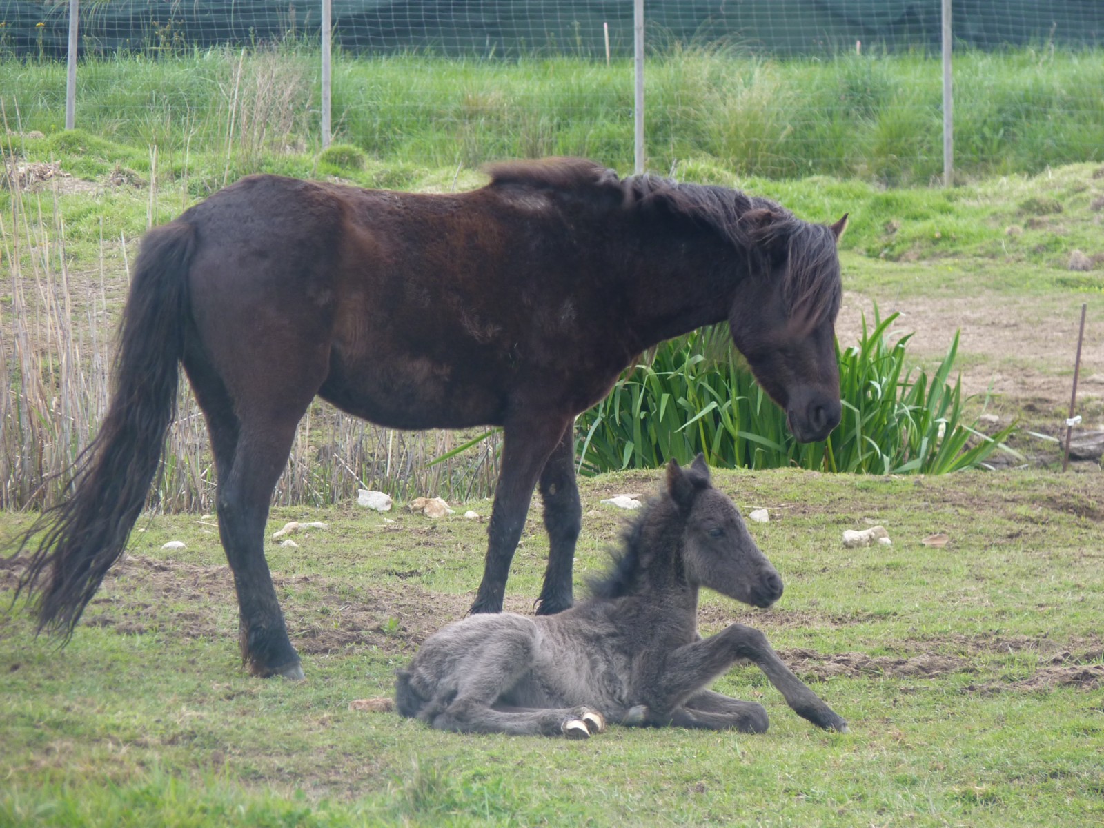 Nace el primer potro losino en las marismas de Alday