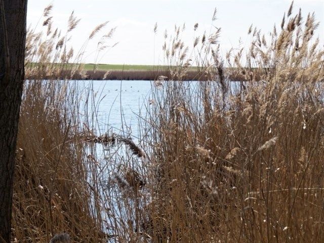 El Proyecto Life Humedales de La Mancha ha recuperado 300 hectáreas de orillas de lagunas en 10 pueblos de CLM