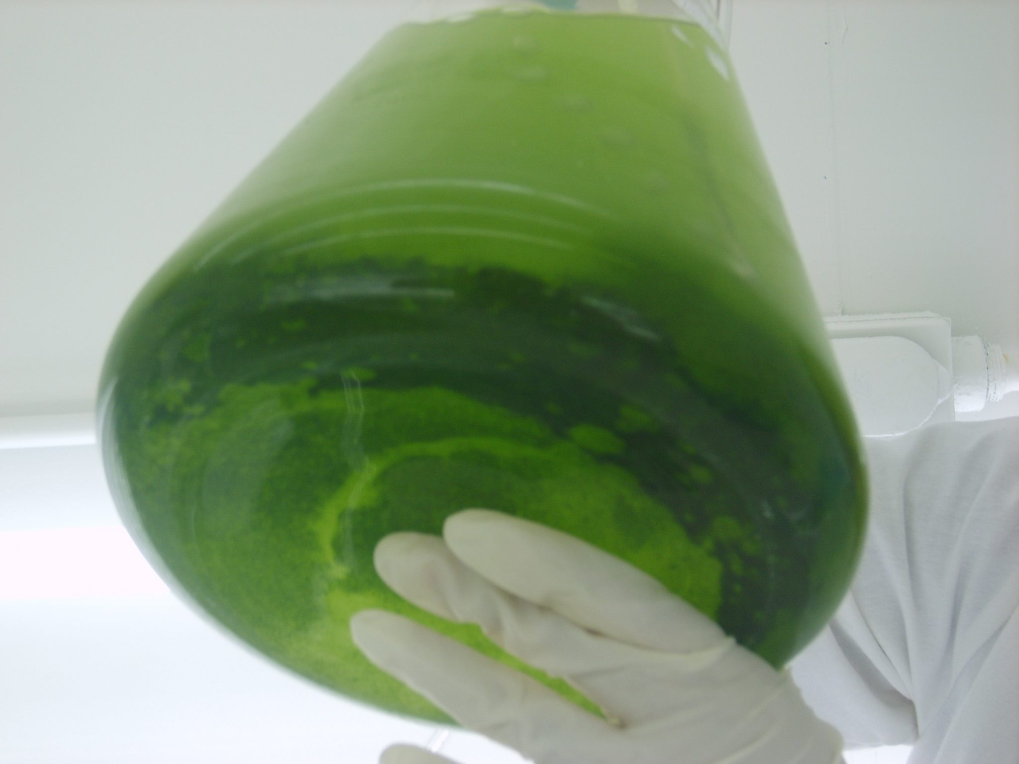 Purifican agua con algas marinas