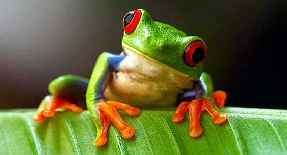 La Tierra alberga 2 mil millones de especies vivas