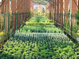 La Diputación de Málaga distribuye 76.000 árboles y plantas a los municipios afectados por el incendio de Barranco Blanco