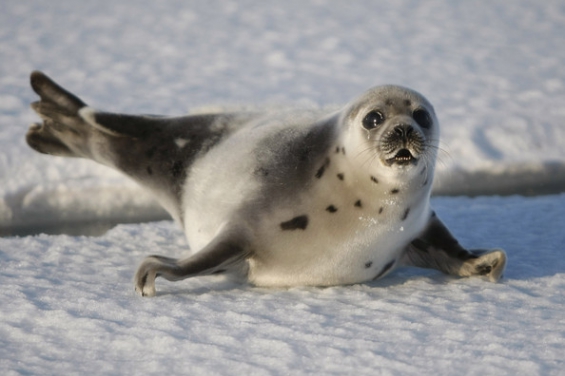 América. La caza de leones y osos marinos en América del Sur alteró a los ecosistemas