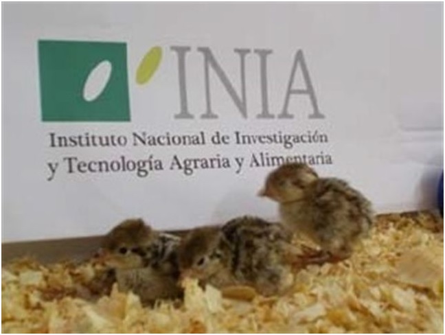 Nacen en España las primeras perdices rojas por reproducción asistida