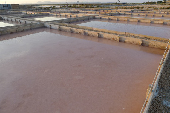 Conoce la forma en que los seres vivos se adaptan a los ambientes hipersalinos