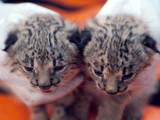 Muere uno de los cachorros de lince ibérico nacidos el viernes en el Zoobotánico de Jerez (Cádiz)