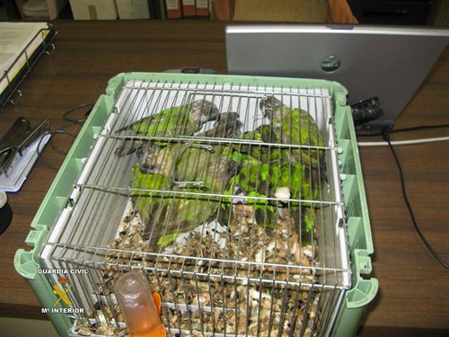 Incautados en La Jonquera (Girona) 20 loros protegidos