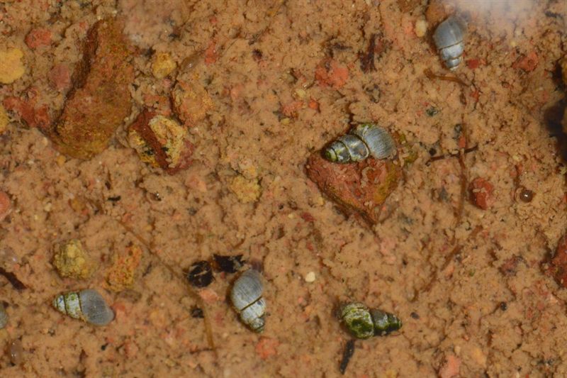 Localizadas dos nuevas poblaciones de un molusco en Cabo de Gata