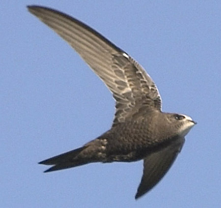 La inminente llegada de las aves migratorias