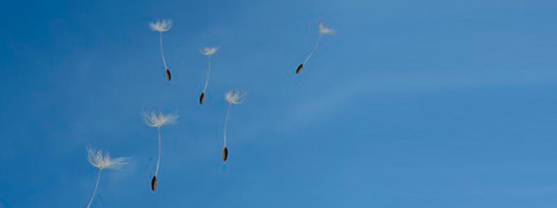 El mejor biocombustible está en el aire