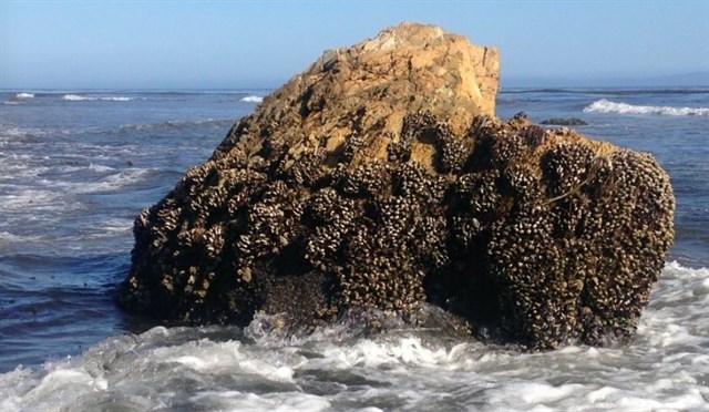 Los mejillones inspiran polímeros más fuertes y elásticos
