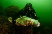 Mortalidad de focas en Finlandia