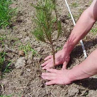 Castilla y León. La Junta entregará gratuitamente lotes de plantas a los centros docentes con motivo del Día Forestal Mundial