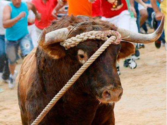 Recurso contra Castilla y León por legalizar el toro enmaromado de Astudillo (Palencia)
