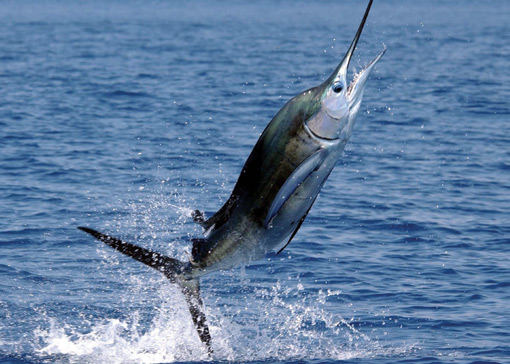 Una oportunidad para el pez espada