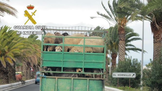 Denunciado el conductor de un camión que transportaba hacinadas 39 cabras y ovejas