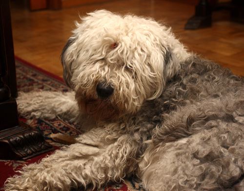 Los 10 mandamientos para adoptar una mascota