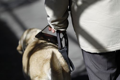 Clamor popular para regular la figura del perro de asistencia en Andalucía