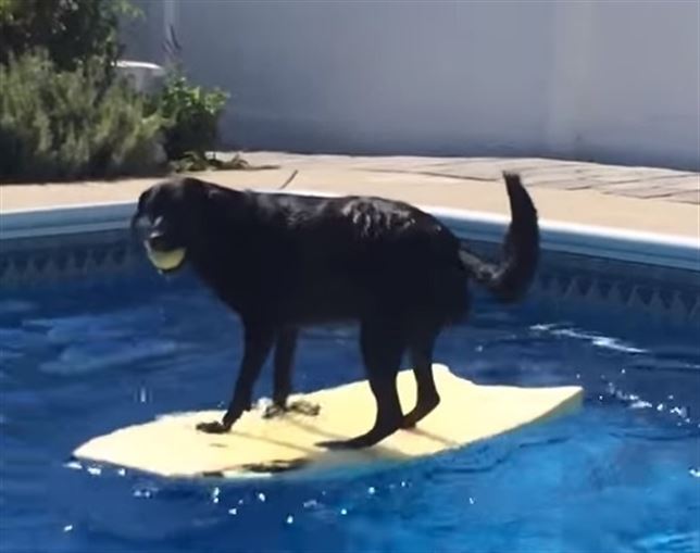 Un perro ‘surfista’ (Vea VIDEO)