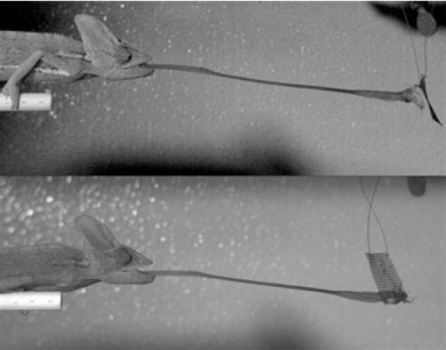 Camaleones ‘supersónicos’