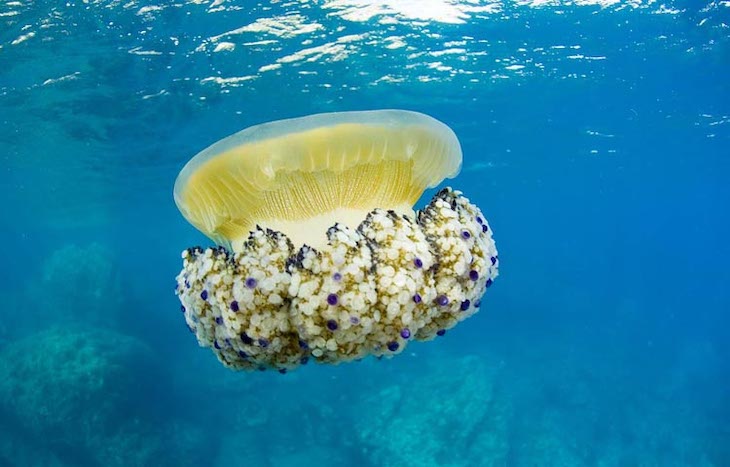 La ‘medusa simbionte’ es la única especie que resistirá con el cambio CLIMATICO