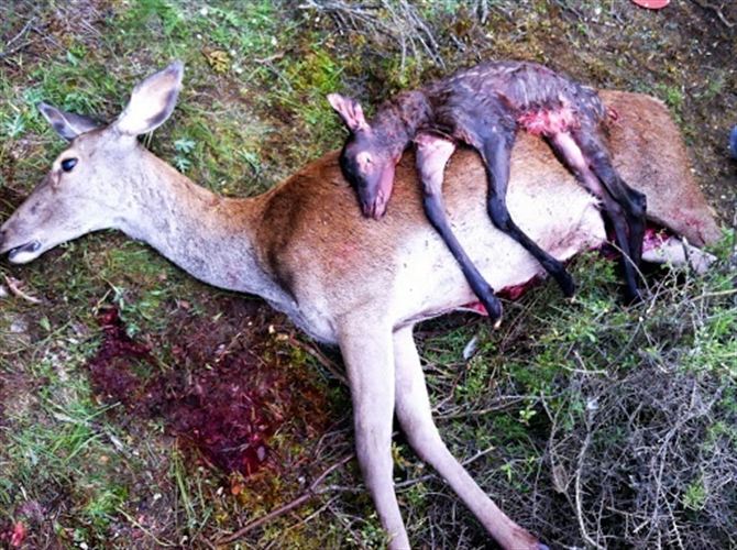Masacre de hembras de ciervo preñadas en el Alto Tajo