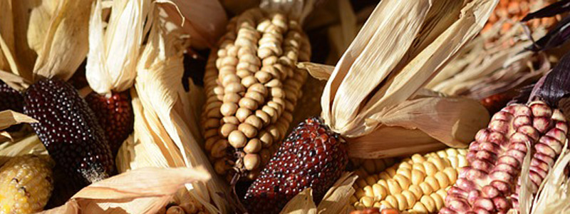 Proyectos agroecológicos en la península de Yucatán