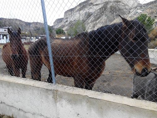 Requisados varios burros y caballos en Fonelas (Granada) por maltrato animal