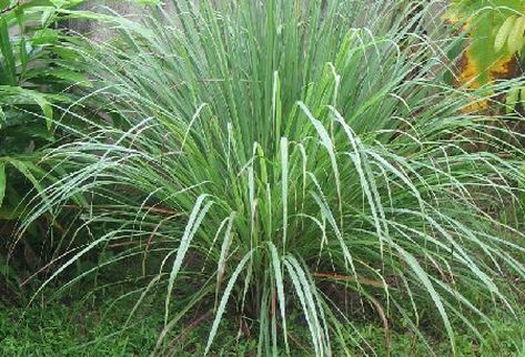 Una planta con mil bondades