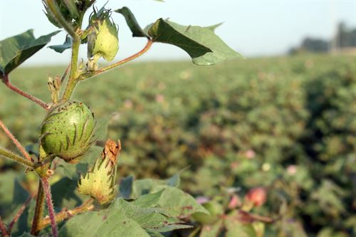 C&amp;A es el mayor comprador de algodón orgánico del planeta