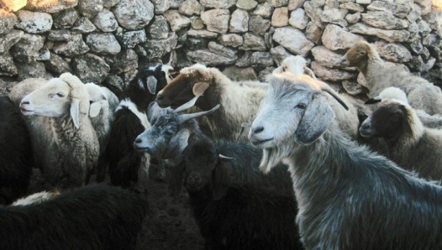 Cabras y ovejas