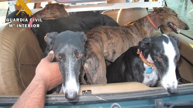 Caza furtiva con galgos en Castilla – La Mancha
