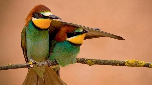 Cemex y Birdlife alianza para preservar la biodiversidad