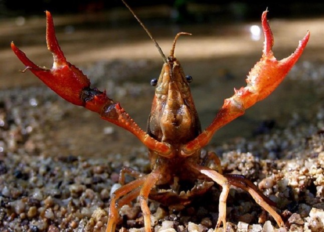 Cifras estratosféricas en el plan de captura del cangrejo rojo en Andalucía