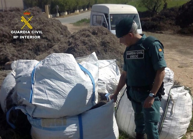 La Guardia Civil se incauta de 100 kilos de plantas aromáticas recolectadas ilícitamente en Calasparra