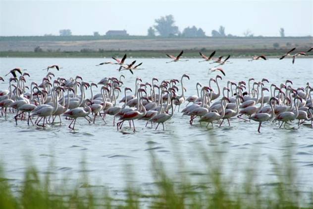 Se acondicionarán cuatro vías pecuarias del entorno de Marismas del Odiel en 2015