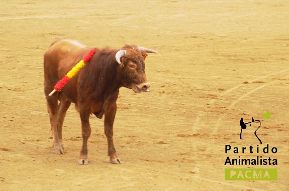 El Escorial celebra una becerrada entre polémica y rechazo social