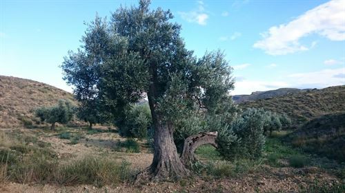 La Fundación Félix Rodríguez de la Fuente apadrina un olivo de Teruel