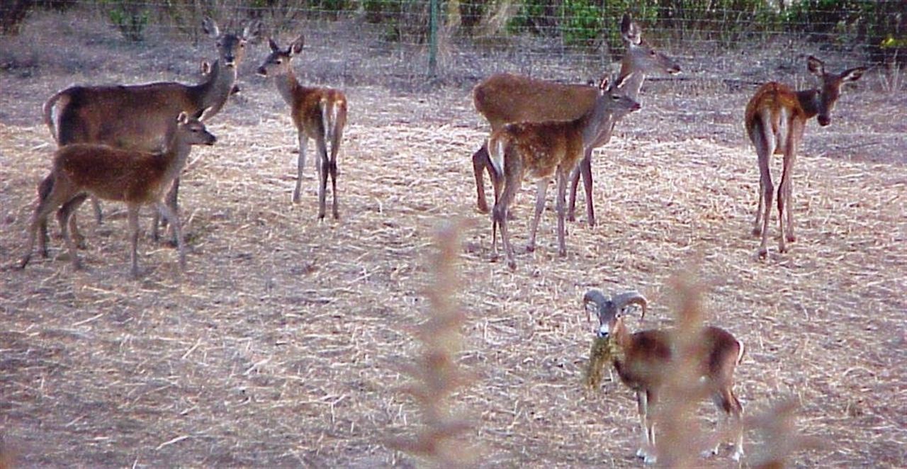 Los cazadores ‘expolian’ el Parque Natural de Los Alcornocales (Cádiz)