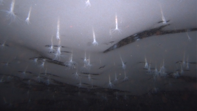 Descubren una desconocida criatura marina en la Antártida